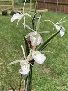 Brassavola tuberculata