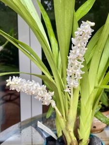 Bryobium hyacinthoides