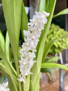 Bryobium hyacinthoides