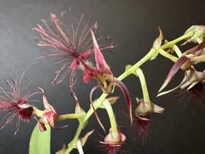 Bulbophyllum barbigerum