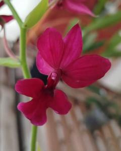 Calanthe vestita