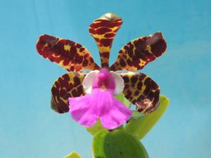 Cattleya aclandiae