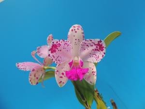 Cattleya amethystoglossa