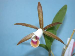 Cattleya araguaiensis