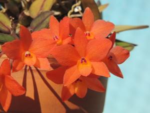 Cattleya cernua