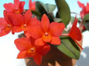 Cattleya cernua