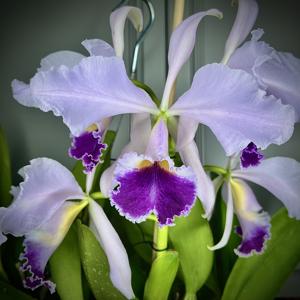 Cattleya gaskelliana