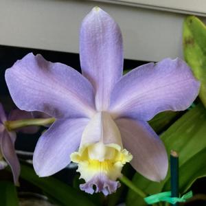 Cattleya harrisoniana