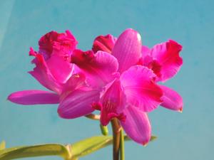 Cattleya intermedia