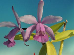 Cattleya intermedia