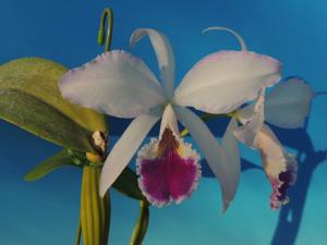 Cattleya jenmanii