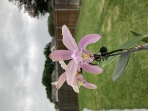 Cattleya kerrii