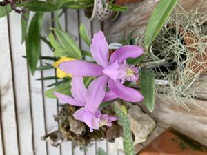 Cattleya kerrii