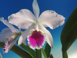 Cattleya labiata