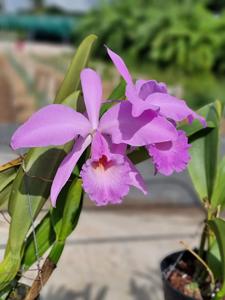 Cattleya labiata