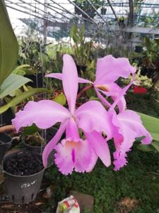 Cattleya labiata