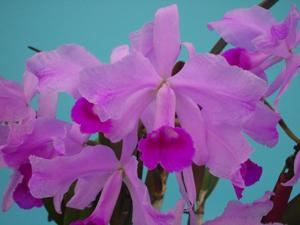 Cattleya lawrenceana