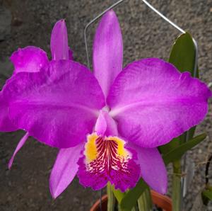 Cattleya lueddemanniana