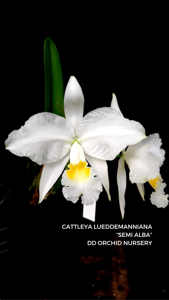 Cattleya lueddemanniana