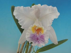 Cattleya lueddemanniana