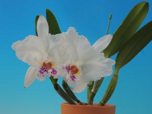 Cattleya lueddemanniana