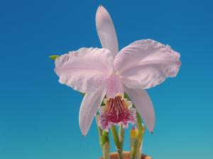 Cattleya lueddemanniana