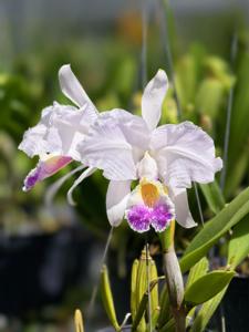 Cattleya lueddemanniana