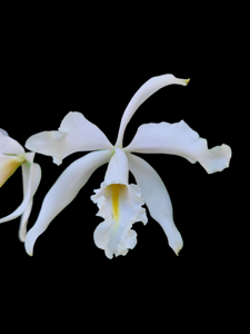 Cattleya maxima