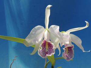 Cattleya maxima