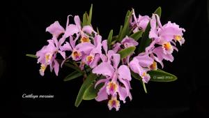 Cattleya mossiae