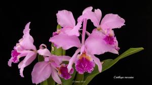 Cattleya mossiae