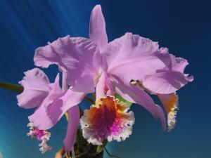 Cattleya mossiae