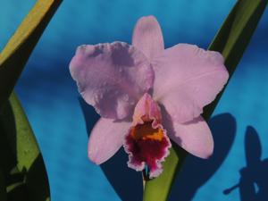 Cattleya percivaliana