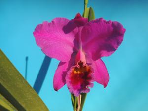 Cattleya percivaliana