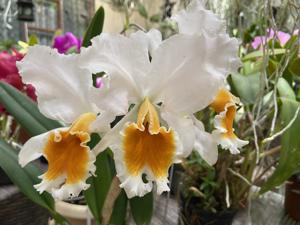 Cattleya percivaliana