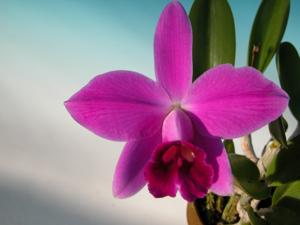 Cattleya pumila