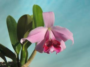 Cattleya pumila