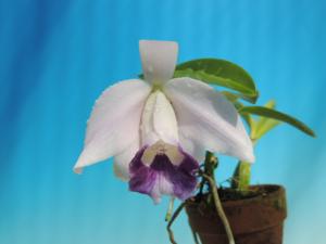 Cattleya pumila