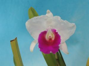 Cattleya quadricolor