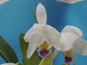 Cattleya quadricolor