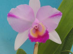 Cattleya quadricolor