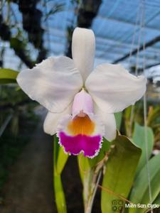 Cattleya quadricolor