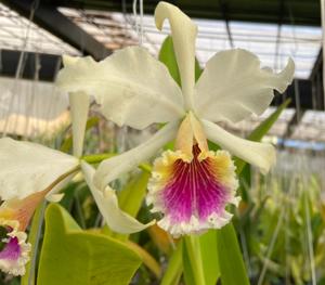 Cattleya rex