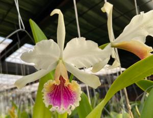 Cattleya rex