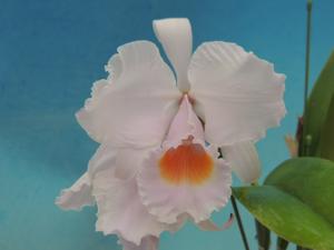 Cattleya schroederae