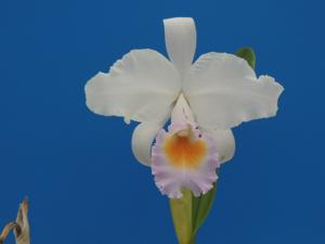 Cattleya schroederae