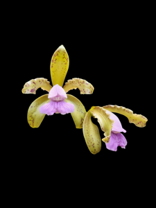 Cattleya tigrina