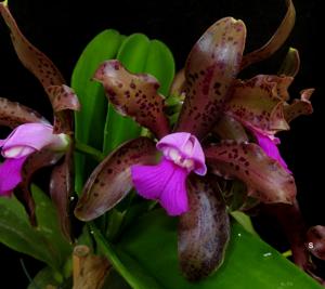 Cattleya tigrina