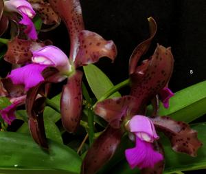 Cattleya tigrina