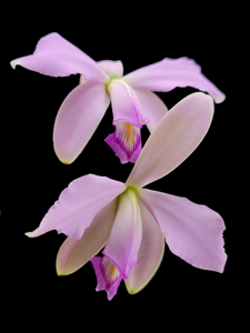 Cattleya violacea